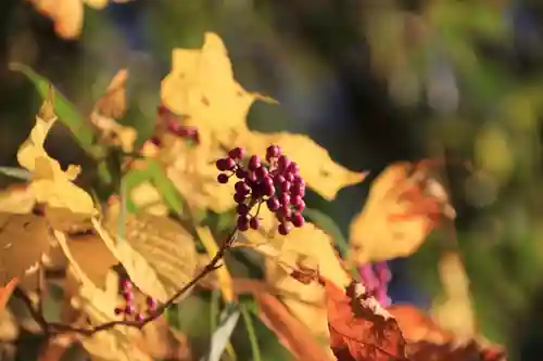 阿久津「田村神社」（郡山市阿久津町）旧社名：伊豆箱根三嶋三社の自然