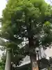 神楽坂若宮八幡神社の自然