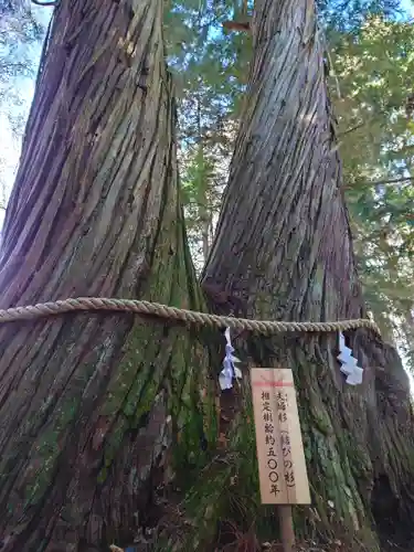 戸隠神社火之御子社の自然