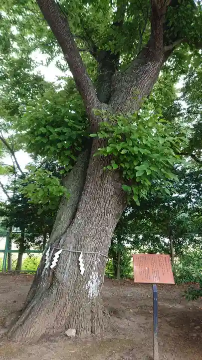 素鵞神社の自然