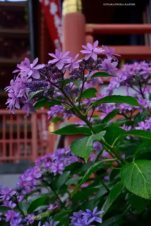 高幡不動尊 金剛寺(東京都)