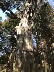 玉置神社の自然