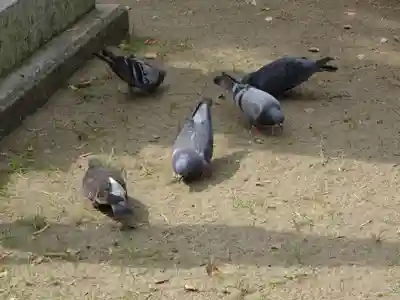 久里浜八幡神社の動物