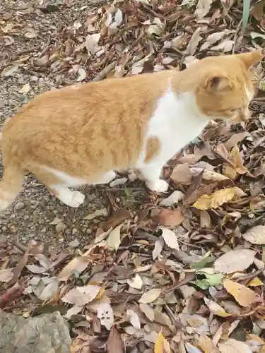 唐澤山神社の動物