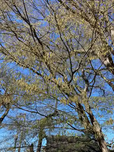 白岡八幡神社(埼玉県)