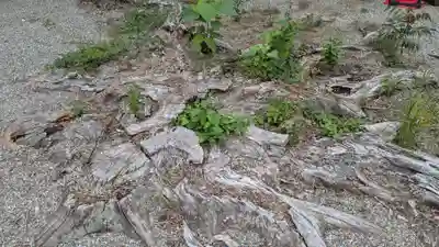 鹿嶋神社の自然