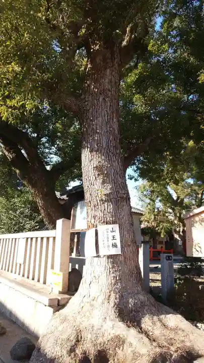 山王神社の自然