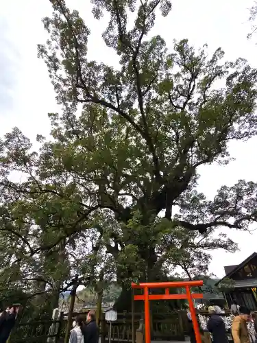 蒲生八幡神社(鹿児島県)
