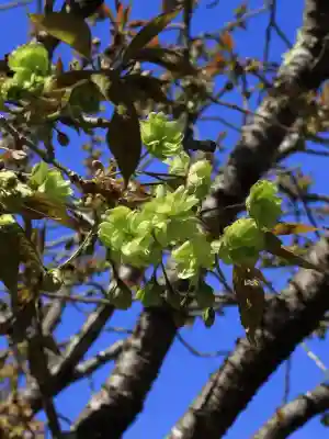 夫婦木神社姫の宮の{uncategorized: "未分類", other: "その他", undefined: "問題あり", building: "その他建物", grave: "お墓", sacred_gate: "鳥居", guardian: "狛犬", statue: "像", buddha: "仏像", history: "歴史", nature: "自然", garden: "庭園", animal: "動物", pagoda: "塔", temizu: "手水舎", mountain_gate: "山門・神門", sanctuary: "本殿・本堂", subordinate: "末社・摂社", art: "芸術", scenery: "景色", jizo: "地蔵", ema: "絵馬", goshuin: "御朱印", omikuji: "おみくじ", items: "授与品その他", amulet: "お守り", goshuincho: "御朱印帳", eats: "食事", festival: "お祭り", votive_dance: "神楽", shichigosan: "七五三参", wedding: "結婚式", experience: "体験その他", initially: "初詣", around: "周辺", anti_infection: "感染症対策"}