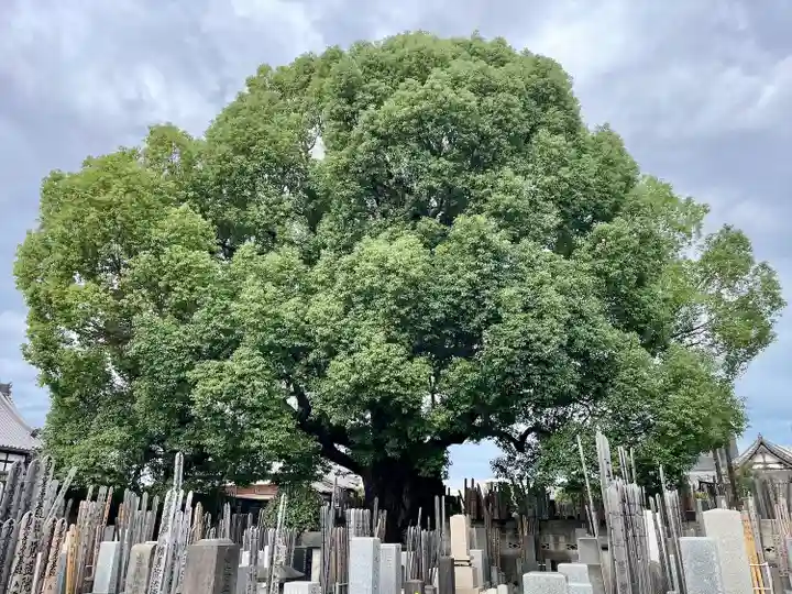 感應寺(東京都)