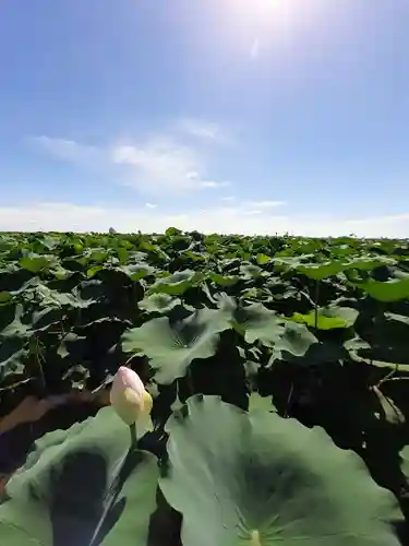 伏木香取神社の自然