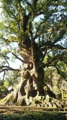 蒲生八幡神社の自然