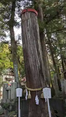椙本神社の自然