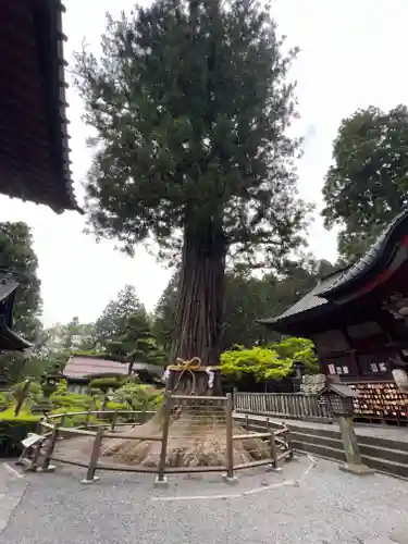 北口本宮冨士浅間神社の自然