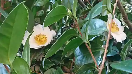 間々田八幡宮の自然