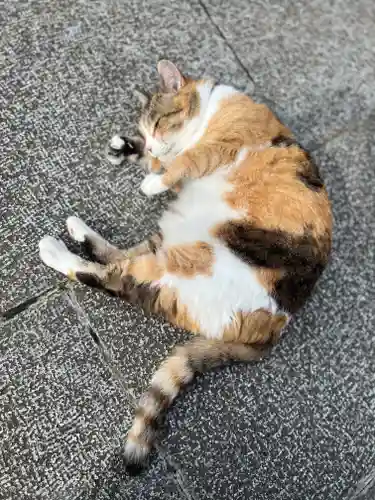 秩父札所十三番 慈眼寺の動物