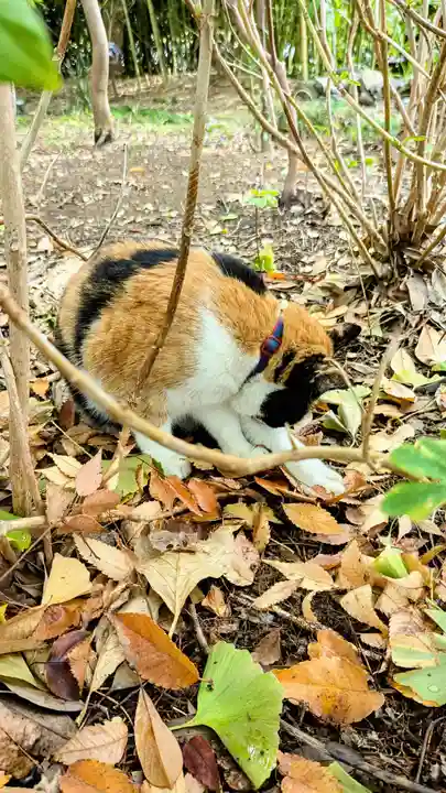 菊田神社の動物