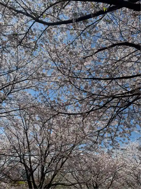 茅ヶ崎杉山神社(神奈川県)
