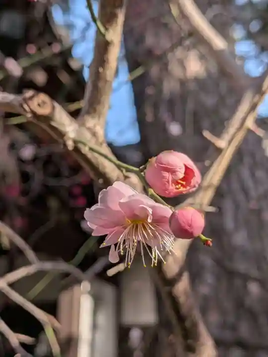 玄国寺(東京都)