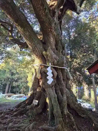 大杉神社(茨城県)