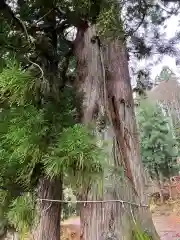 高龗神社の自然