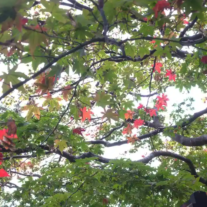 鹿島神宮の自然