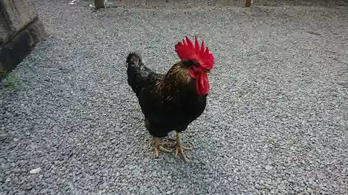 谷保天満宮の動物