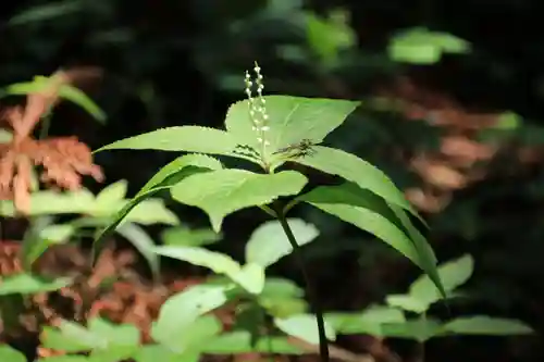 鹿島大神宮の自然