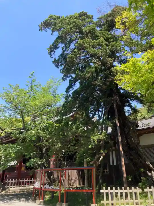鶴岡八幡宮(神奈川県)