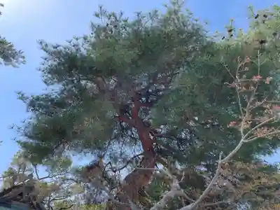 葛飾八幡宮(千葉県)