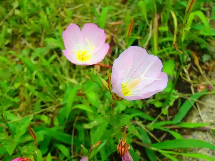 たばこ神社の自然