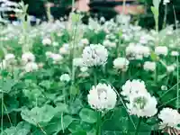 開成山大神宮の自然