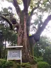 稲佐神社の自然