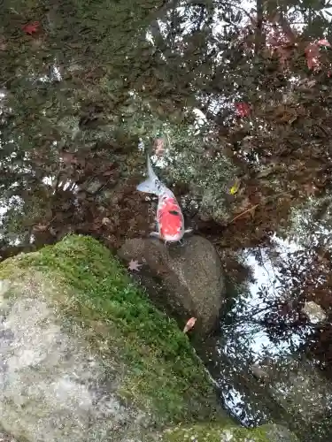 四宮神社の動物