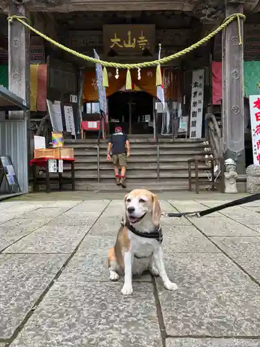 大山寺の動物