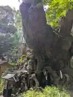 來宮神社(静岡県)