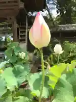 普門寺(切り絵御朱印発祥の寺)の自然