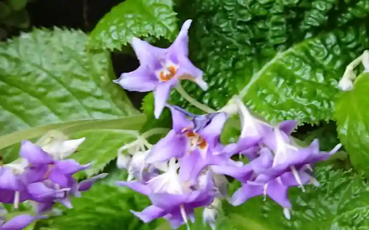 養食山 常泉寺の自然