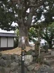 春ノ木神明社の自然