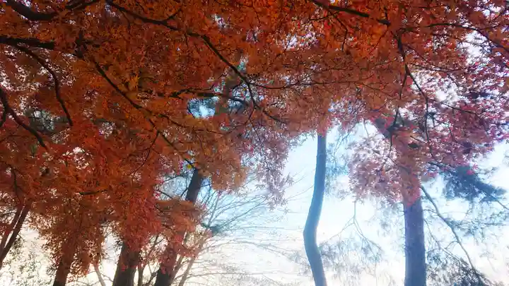 若宮神明社の自然
