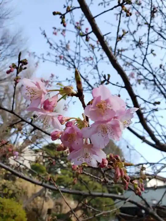 鳩森八幡神社の自然