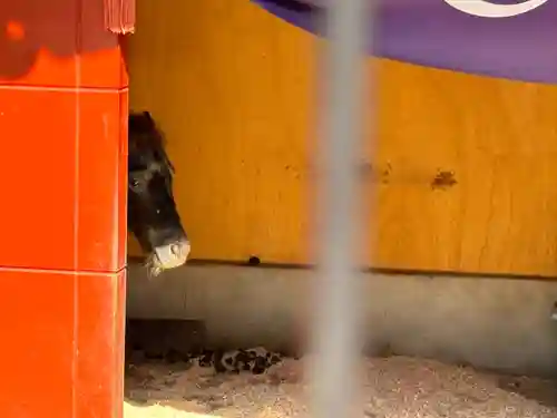神田神社（神田明神）の動物