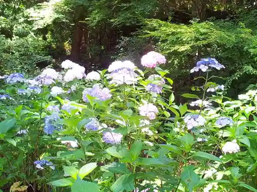箱根神社の自然