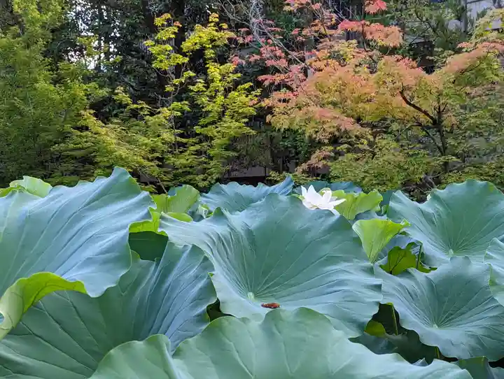法金剛院(京都府)