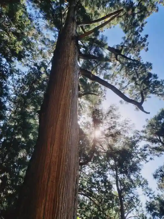 玉置神社の{uncategorized: "未分類", other: "その他", undefined: "問題あり", building: "その他建物", grave: "お墓", sacred_gate: "鳥居", guardian: "狛犬", statue: "像", buddha: "仏像", history: "歴史", nature: "自然", garden: "庭園", animal: "動物", pagoda: "塔", temizu: "手水舎", mountain_gate: "山門・神門", sanctuary: "本殿・本堂", subordinate: "末社・摂社", art: "芸術", scenery: "景色", jizo: "地蔵", ema: "絵馬", goshuin: "御朱印", omikuji: "おみくじ", items: "授与品その他", amulet: "お守り", goshuincho: "御朱印帳", eats: "食事", festival: "お祭り", votive_dance: "神楽", shichigosan: "七五三参", wedding: "結婚式", experience: "体験その他", initially: "初詣", around: "周辺", anti_infection: "感染症対策"}