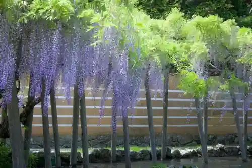 出雲大社(島根県)