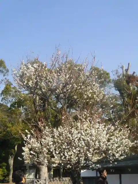 鶴岡八幡宮の自然