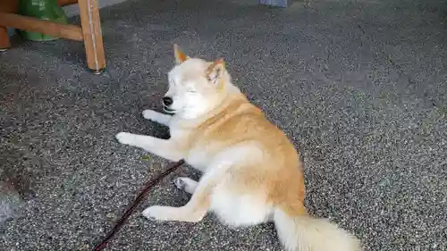 救馬溪観音の動物