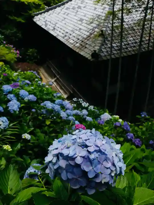 長谷寺(神奈川県)