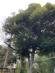 菊田神社(千葉県)